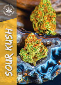 Sour Kush - 4pk of Seeds
