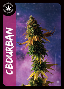 CBDurban - 4pk of Seeds