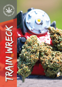 Trainwreck - 4pk of Seeds